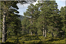 NO4693 : Ancient Caledonian Forest, Glen Tanar by phil smith