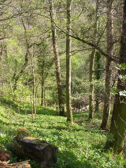 Deepdale Wood