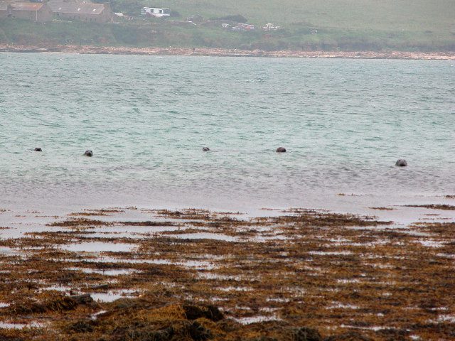 Seals at Bay of Creekland, Hoy