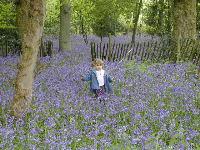 Bluebell Wood at Chiltern Open Air Museum