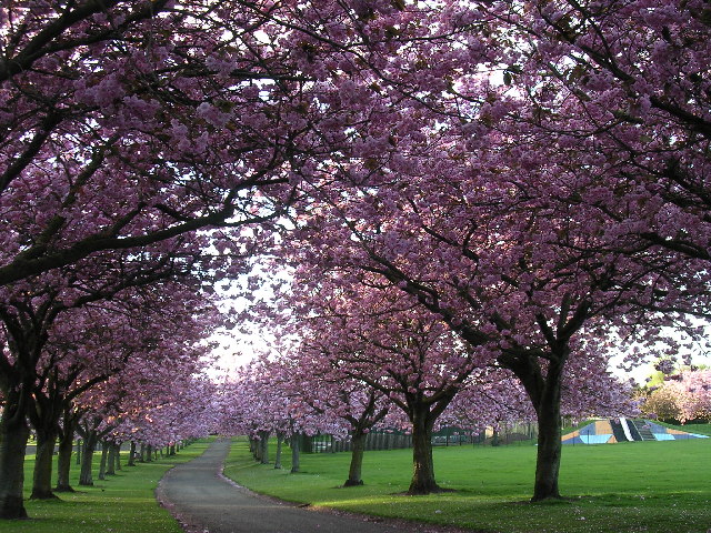 Dawson Park, Broughty Ferry © Val Vannet :: Geograph Britain and Ireland