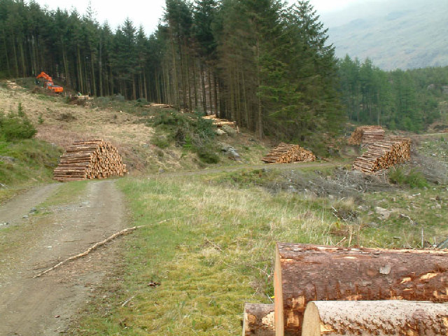Forestry works on Harter Fell