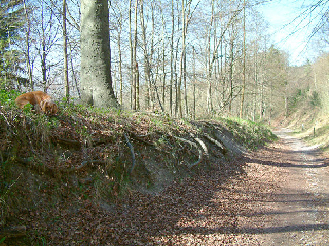 Path in Wendover Woods on Haddington Hill