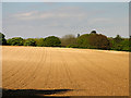SU5475 : Ploughed Field off Manston's Lane by Pam Brophy