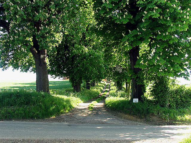 Chestnut trees at Manstone Farm Entrance
