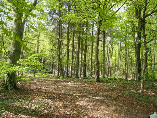 Countesswells Forest walks, Aberdeen © Lizzie cc-by-sa/2.0 :: Geograph Britain and Ireland