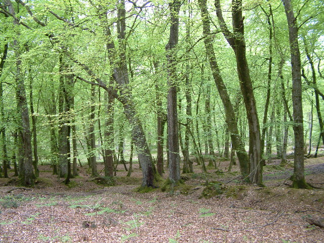 Eyeworth Wood, New Forest © Stuart Buchan cc-by-sa/2.0 :: Geograph ...