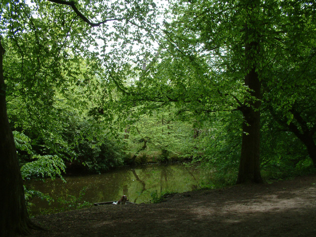 Lake in the woods, Forty Hill