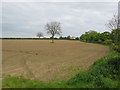 Field just north of Easingwold