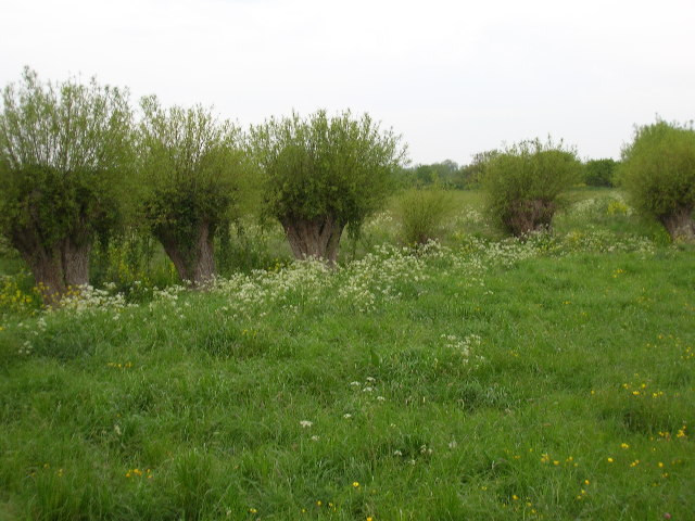 Pollarded willows near Kingsbury Episcopi