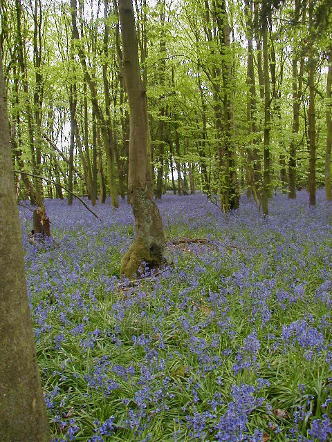 Bluebells in Row Wood