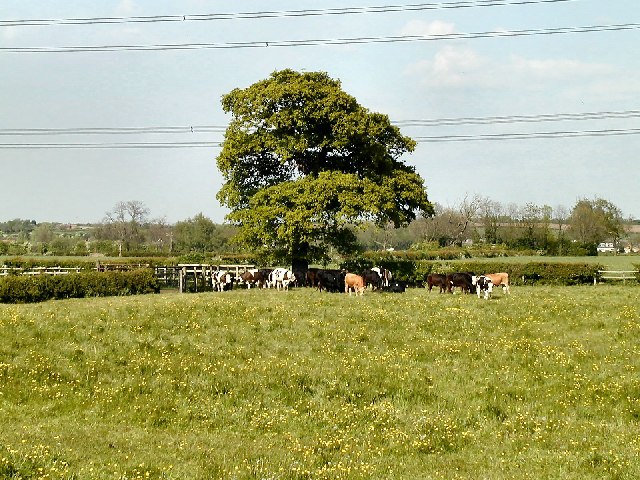 Cows and Buttercups