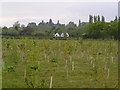 Field of newly planted trees alongside Bouts Lane.