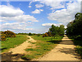 Greenham and Crookham Common Nature Reserve