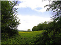 Rapeseed Farmland and Highfield Copse