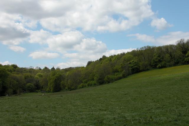 Limekiln Copse and Great Palmers Copse
