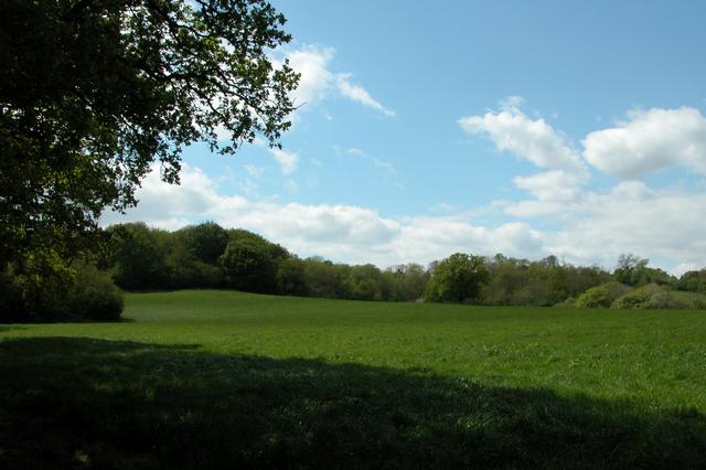 Mustercoombe Copse