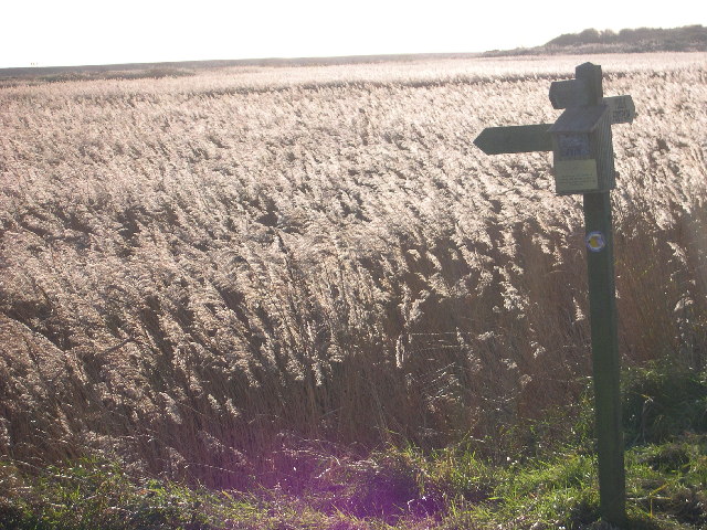 Dunwich Marshes