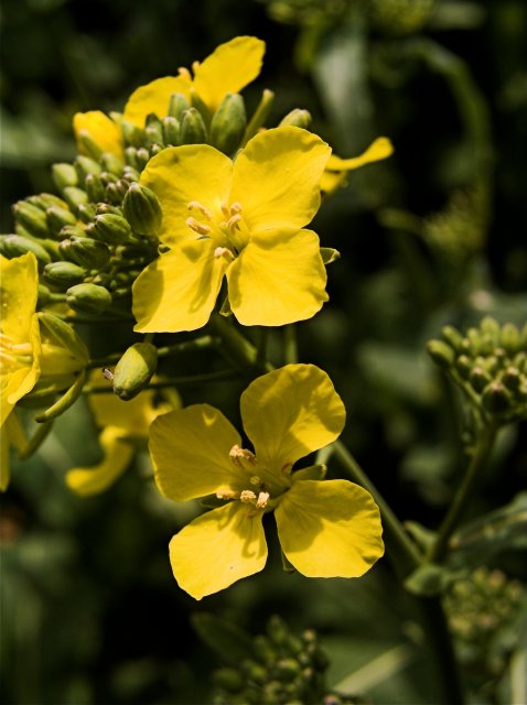 Blossom of Rapeseed plant © Peter Kochut :: Geograph Britain and Ireland