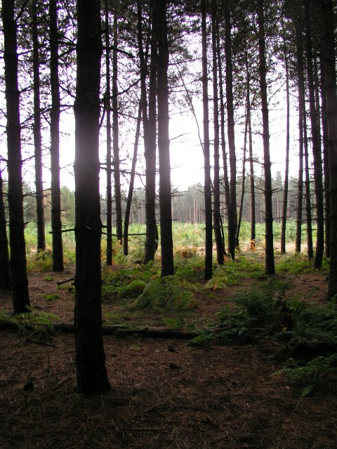 Normanshill Wood, Pine Trees