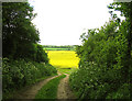 SU4069 : Rapeseed Farmland Between Elcot and Wickham Heath by Pam Brophy