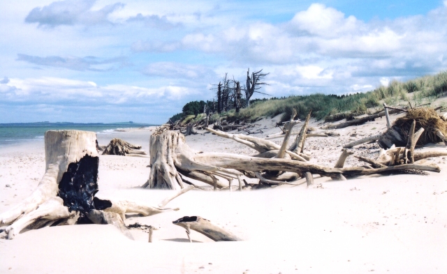 Coastal erosion at Culbin