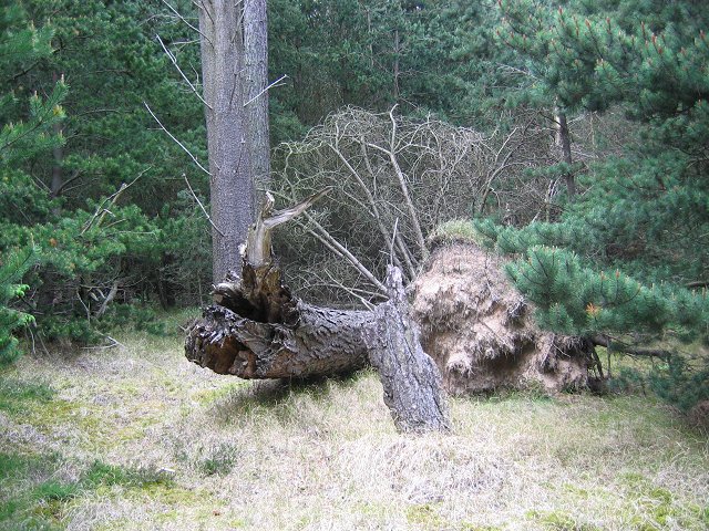 Fallen tree.