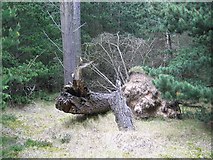 NO4826 : Fallen tree. by Richard Webb