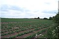 Field of Potatoes