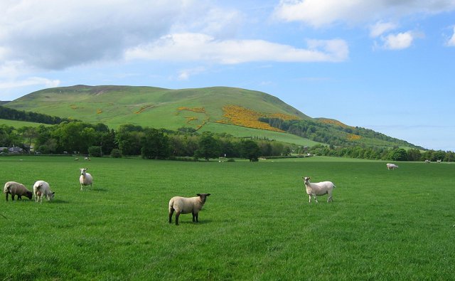 Sheep grazing, Easter Howgate