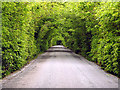 S8510 : Tree Tunnel by Pam Brophy