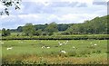 Sheep and Woods in Costock