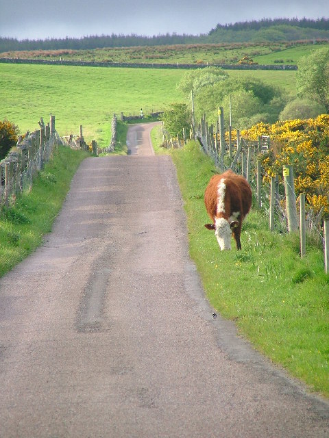 Road to Corran Farm