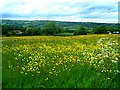 Meadow near Wilday Green