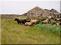 Ponies by a ruined house, Loch Sgioport