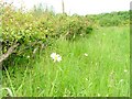 Layered Hedge and Meadow, Billingham Beck Valley Country Park