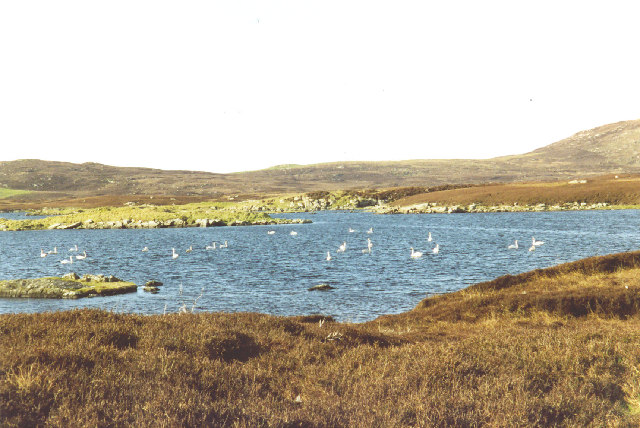 Whooper swans on Loch an Duin, from the Lochportain road, N. Uist.