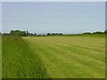 Grass Landing Strip near Frinsted