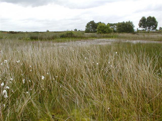 Carr Pond, Eston Moor