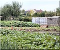 Allotments at Hathern