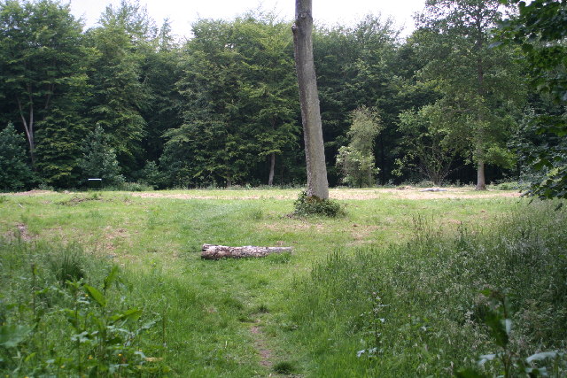 Micheldever Wood