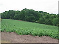 Potato field close to Owley Wood