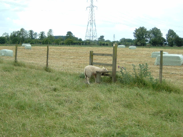 Sheep in Stile