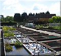 Tisbury Aquatic Nursery, Noak Hill, Essex