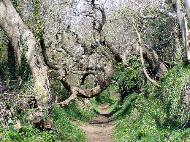 Mottistone: path up onto the downs
