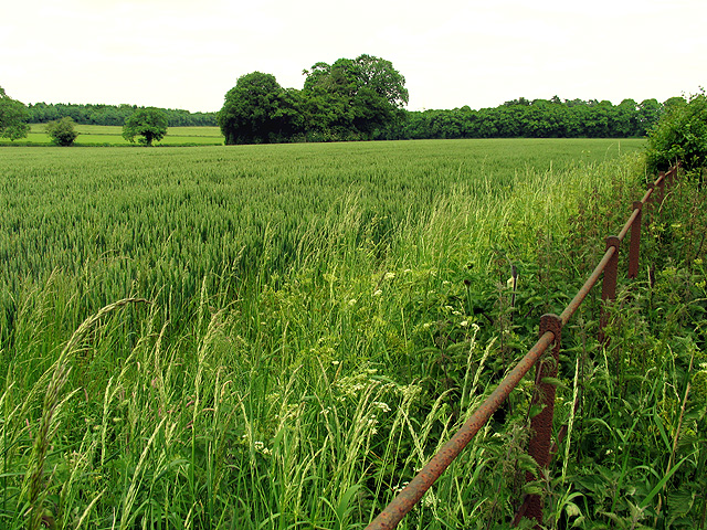 Cereal Crop (Wheat) near Upper Basildon