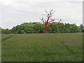 The Very Red Tree