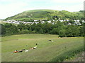 Field and housing, Llanfarian