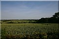 Valley of the River Linnet