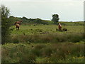 Horses, Glan-rhos